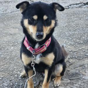 강화군 화도면 덕포리