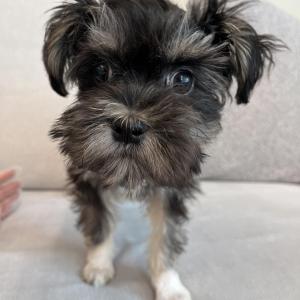 파양당한 슈나우저믹스 가족 찾아용