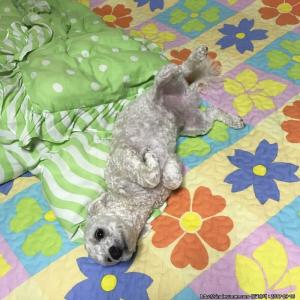 보리를 찾아주세요. 10개월. 크림색 푸들입니다