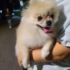 사당동 목양교회쪽 포메리안 보호중