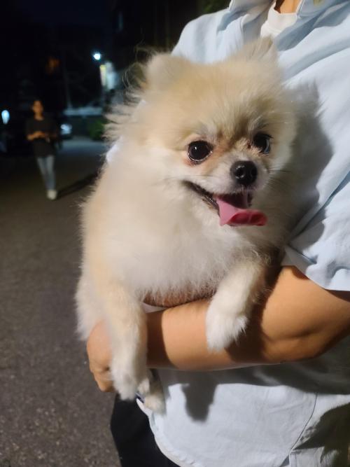 사당동 목양교회쪽 포메리안 보호중