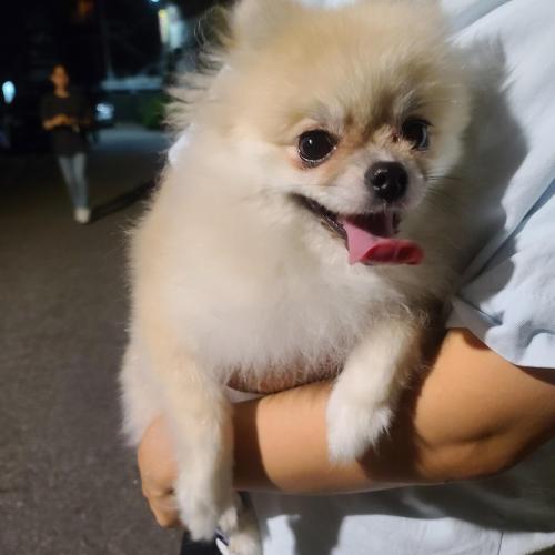 사당동 목양교회쪽 포메리안 보호중