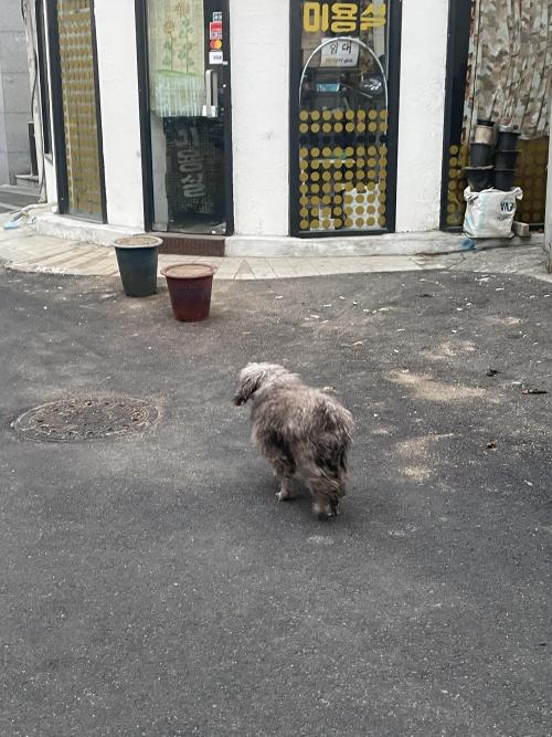 회기 파전골목 주변 유기견