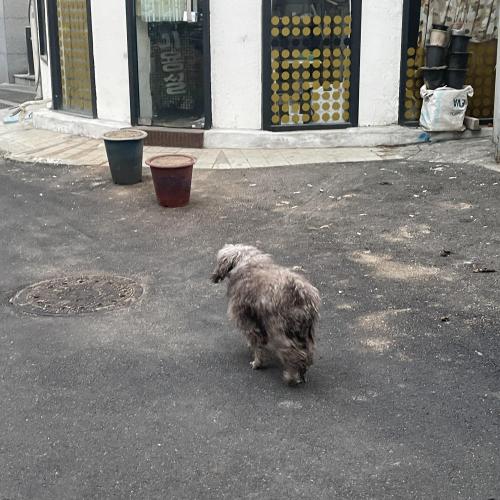 회기 파전골목 주변 유기견