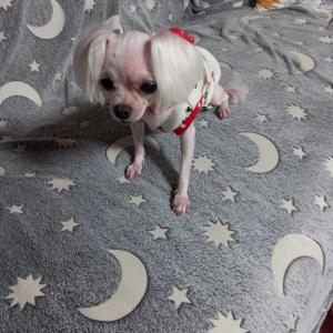 강아지를 찾습니다