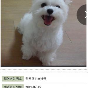 인천 말티즈 남아 찾아요
