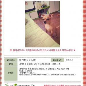 갈색개를 찾습니다.