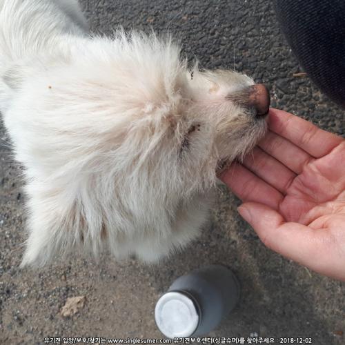 흰색 강아지를 보호중입니다.