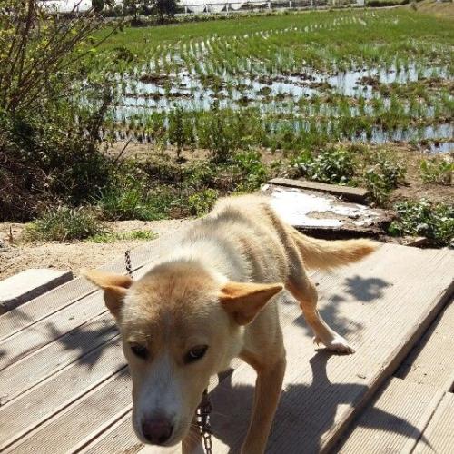 진도 믹스견 흰색 암컷 4마리 무료로 드립니다