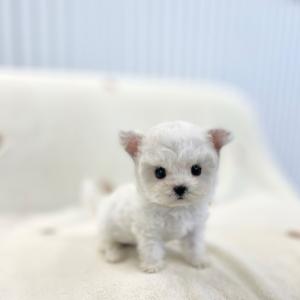 [ 39만원 ] 토끼 미니비숑 분양중입니다