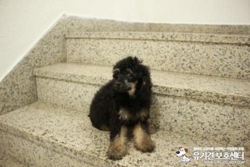 3개월된 블랙탄푸들입니다.