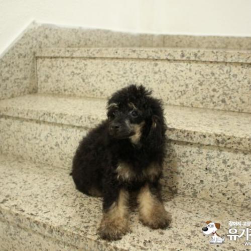 3개월된 블랙탄푸들입니다.