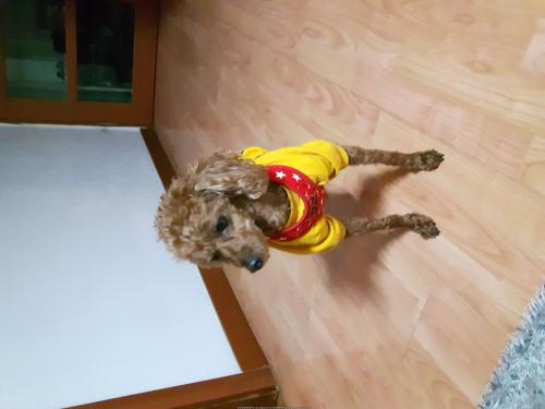 구로구 오류동 유기견 갈색 푸들