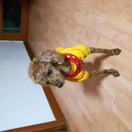 구로구 오류동 유기견 갈색 푸들