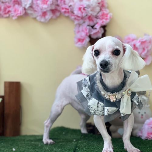 1살 애기 분양합니다