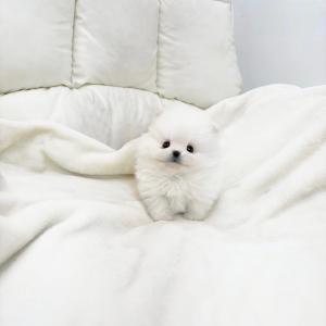 [50만] 복슬복슬 눈꽃 같은 털 화이트포메라니안분양 보내요