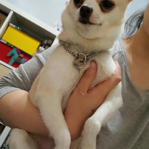 강아지 주인을 찾습니다.