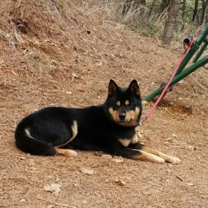 (김해)저희 개2마리를 찾습니다.