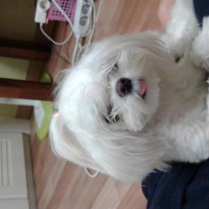 우리 가족 뿌꾸를 찾습니다