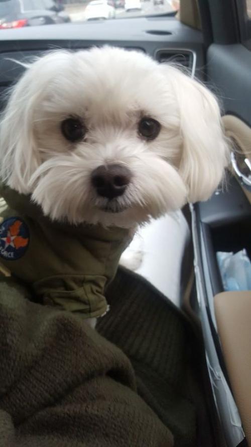 고속도로에서 발견한 말티즈 남아 보호중입니다.