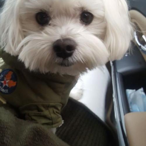 고속도로에서 발견한 말티즈 남아 보호중입니다.