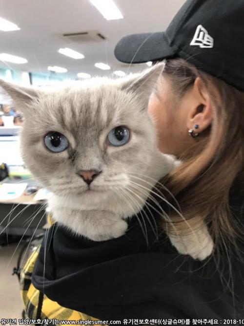 고양이보호중 서울 휘경동