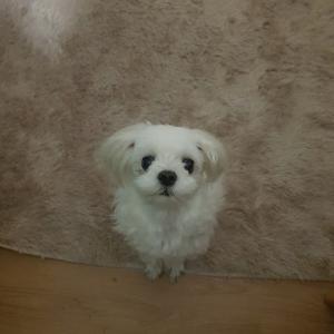 회덕동에서 잃어버린 사랑이(강아지)를 찾습니다.