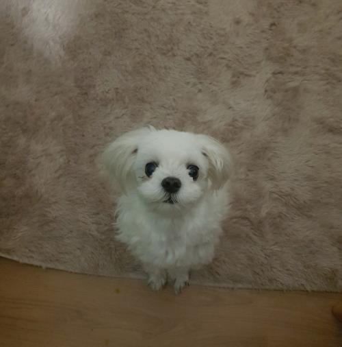 회덕동에서 잃어버린 사랑이(강아지)를 찾습니다.