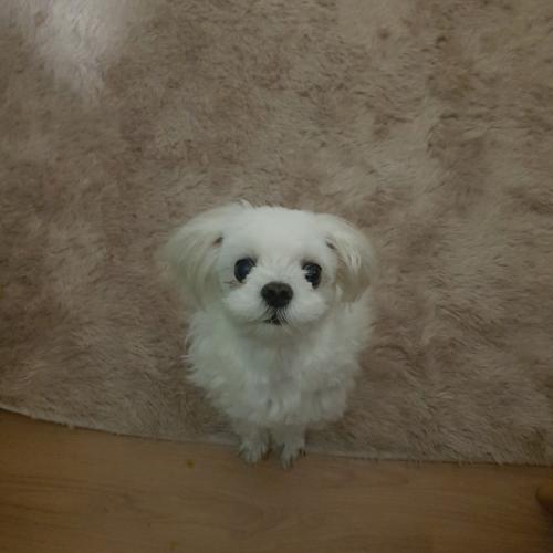 회덕동에서 잃어버린 사랑이(강아지)를 찾습니다.