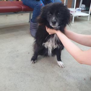 강아지주인찾습니다