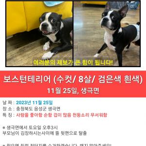 충북 음성 생극에서 잃어버린 보스턴테리어 찾습니다