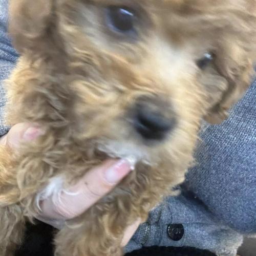 애교많은 푸들아이에요