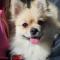 예쁜 폼피츠 여아(2살) 평생 주인을 찾습니다!(분양되었습니다! 감사합니다)