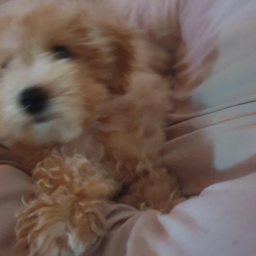 4개월 말티푸 남자아가 분양보내요