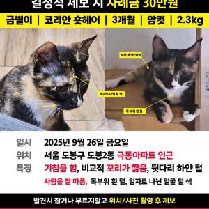 코숏 금별이를 찾습니다