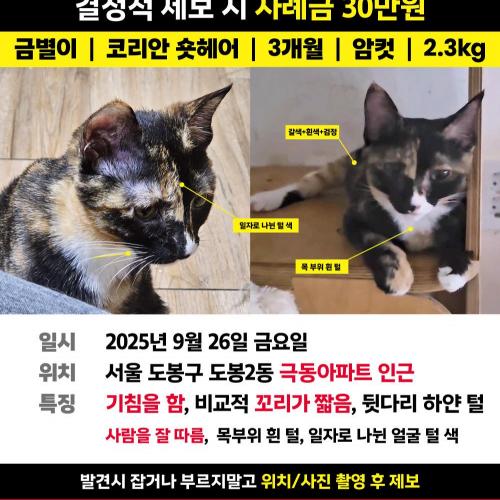 코숏 금별이를 찾습니다