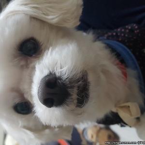 말티즈 샤샤 4살 남아
