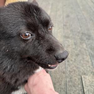 가평에서 실종된 개 찾습니다