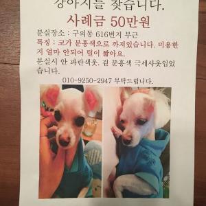 서울시 구의동 흰색 말티즈 코가 분홍색으로 까졌습니다.