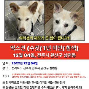 전주시 완산구 믹스견 두마리 찾습니다
