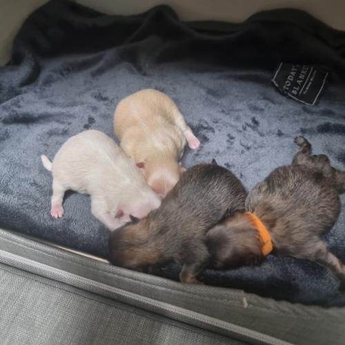 세이블 포메 2마리 분양 예약받습니다~