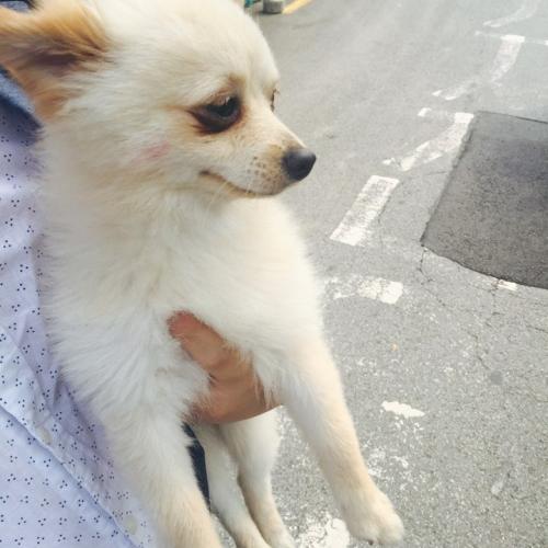 연산전화국 근처에서 길잃은 강아지 연제구청 맡겼어요