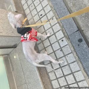 베들링턴테리어 3살 먼지 찾습니다