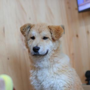 대구 율하 인근에서 강아지 찾습니다.