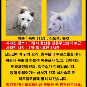 고양시 동산동에서 사라진 진도견 능이를 찾습니다.