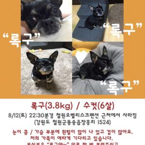 철원군 오벨리스크펜션 (철원군 동송읍 장흥리 1524) 에서 분실하였습니다.