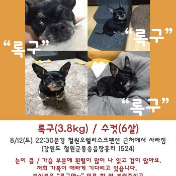 철원군 오벨리스크펜션 (철원군 동송읍 장흥리 1524) 에서 분실하였습니다.