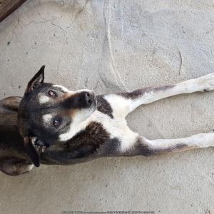 충북 증평읍 사곡리쪽 울애기찾아요