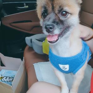 강아지를 찾습니다.