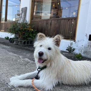 사계리에서 강아지를 찾습니다.